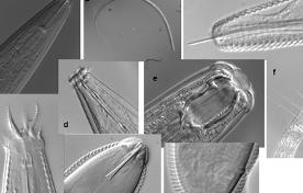 Identificacion de parasitos de peces amazónicos y su caracterización estructural