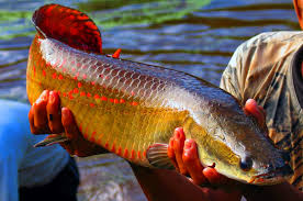 Aprovechamiento integral de pescados amazónicos