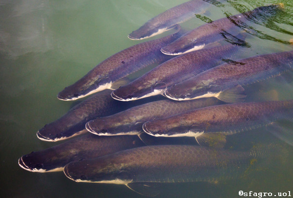 Requerimientos nutricionales de peces amazónicos de importancia comercial